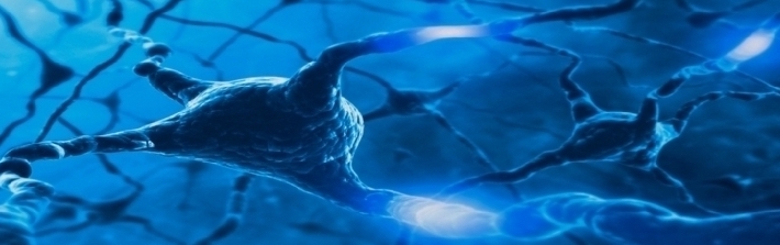 Neurons in the brain