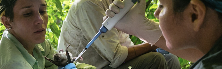 The next pandemic could be averted if we better understand why viruses spill over from wildlife to humans. Emory researcher Amanda Vicente-Santos is looking at bats for answers.