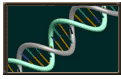 DNA molecules