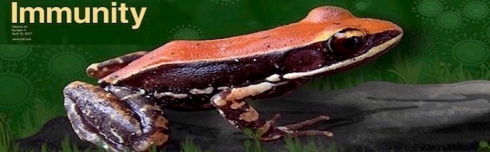 A green frog on a leaf with the word Immunity