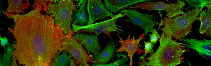 Image of cells